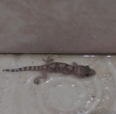Hemidactylus turcicus