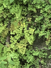 Adiantum capillus-veneris