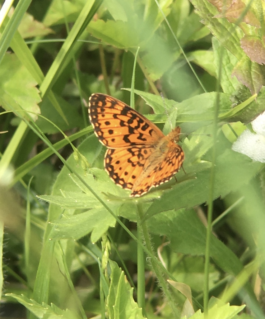 Silverbordered Fritillary from Chenango County, NY, USA on June 13