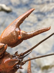 Cambarus smilax