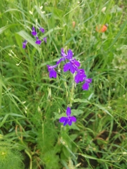 Delphinium consolida paniculatum