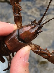 Cambarus smilax