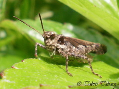 Trilophidia annulata