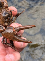 Cambarus smilax