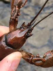 Cambarus smilax