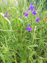 Delphinium consolida paniculatum