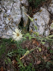 Lactuca tuberosa
