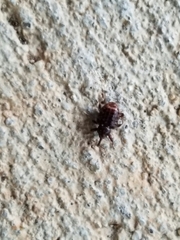 Conotrachelus posticatus