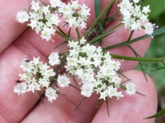 Eurytaenia