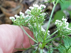 Eurytaenia