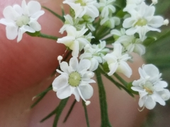Eurytaenia