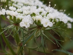 Eurytaenia