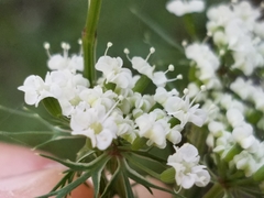 Eurytaenia