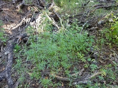 Eurytaenia