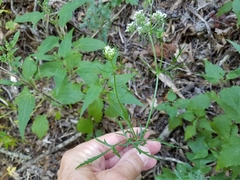 Eurytaenia