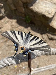 Iphiclides feisthamelii