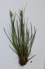 Juncus articulatus