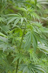 Cannabis - Photo (c) karoconniff, some rights reserved (CC BY-NC), uploaded by karoconniff