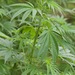 Cannabis sativa - Photo (c) karoconniff, μερικά δικαιώματα διατηρούνται (CC BY-NC), uploaded by karoconniff