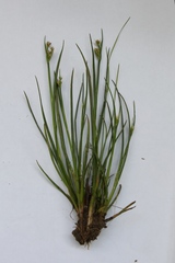 Juncus articulatus