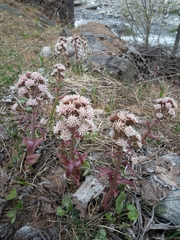 Petasites paradoxus