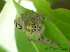 Hyllus diardi
