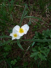 Ranunculus kuepferi