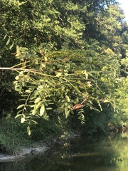 Amorpha fruticosa