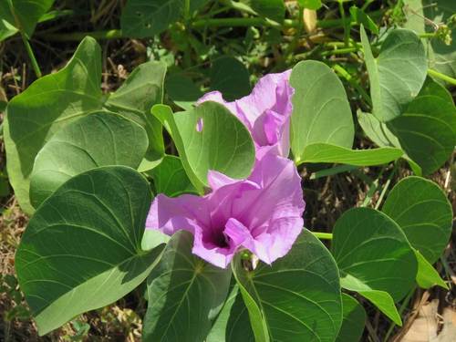 Ipomoea asarifolia image