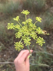 Foeniculum vulgare