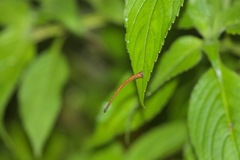 Haemadipsa zeylanica