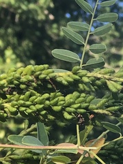 Amorpha fruticosa