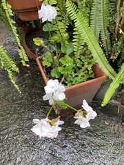 Pelargonium × hybridum