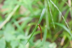 Haemadipsa zeylanica