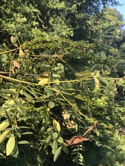 Amorpha fruticosa