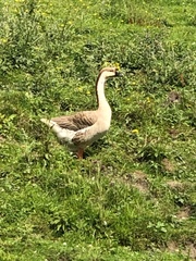 Anser cygnoides domesticus
