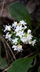 Valeriana saxatilis