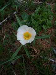 Ranunculus kuepferi