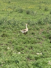 Anser cygnoides domesticus