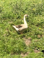 Anser cygnoides domesticus