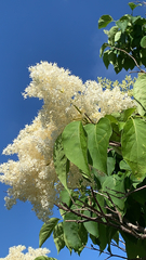 Syringa reticulata