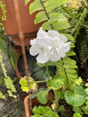 Pelargonium × hybridum