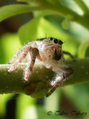 Hyllus diardi
