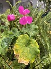 Pelargonium × hybridum