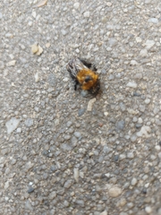 Bombus hypnorum