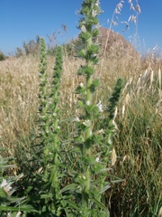 Echium italicum