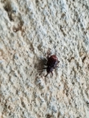 Conotrachelus posticatus