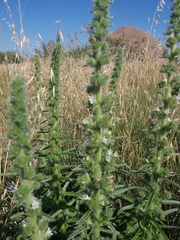 Echium italicum