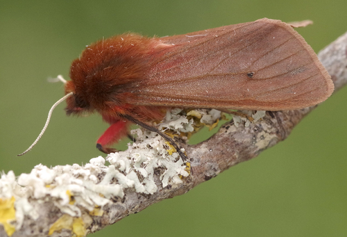 Phragmatobia fuliginosa