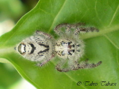 Hyllus diardi
